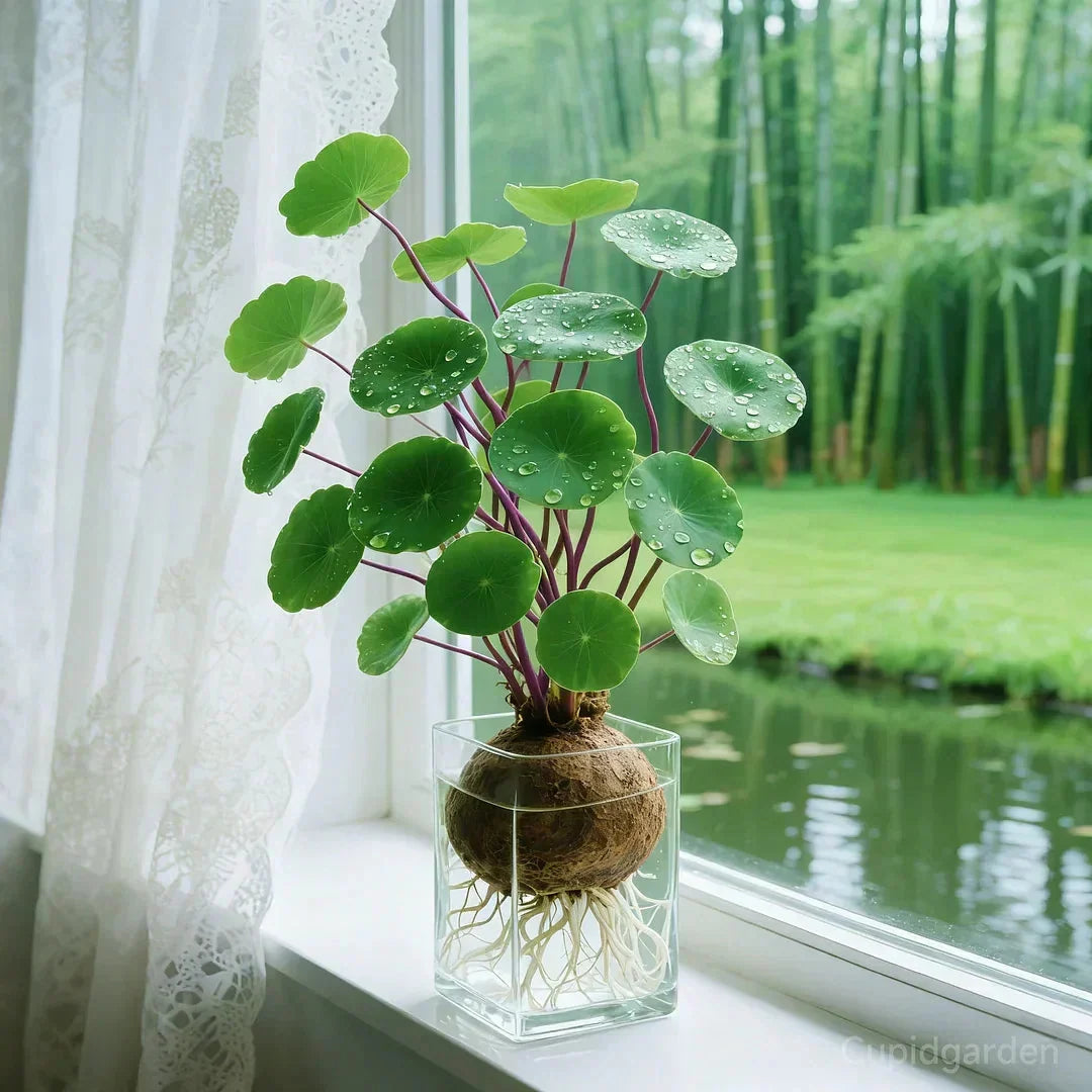 Caudex Houseplant with Water-Storing Bulb – Low-Maintenance Indoor Plant for Desk, Windowsill & Modern Living Spaces | Lonoma